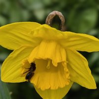 Нарцис :: Мариша Тим Нарцис :: Мариша Тим