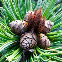 Молодые шишки на низкорозшей сосне. :: Милешкин Владимир Алексеевич 