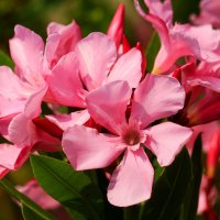 Доброе утро :: Юрий. Шмаков