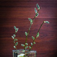 С ВЕРБНЫМ ВОСКРЕСЕНЬЕМ ! ДРУЗЬЯ ! :: Александр Дмитриев С ВЕРБНЫМ ВОСКРЕСЕНЬЕМ ! ДРУЗЬЯ ! :: Александр Дмитриев