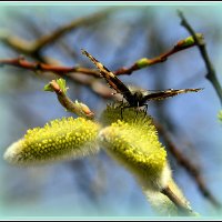 С Вербным Воскресением..! :: Aleksandr Gal
