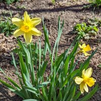 Весны цветение ... :: Ravile 