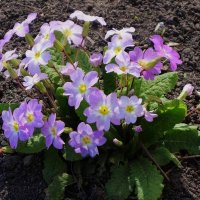 Примула :: Рита Симонова