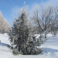 март :: Елена Шаламова