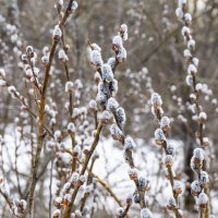 С вербным воскресеньем! :: Сергей Ц