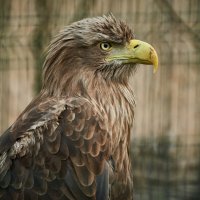 Орлан Белохвостый :: Александр Леонов