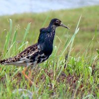 турухтан :: gawrilа - dan