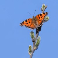 *** :: Николай Ловец