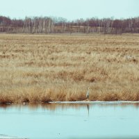 Серая цапля :: Виктор Фельдшеров