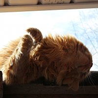 "...небритый, но ласковый Мартовский Кот...")) :: Марина "...небритый, но ласковый Мартовский Кот...")) :: Марина