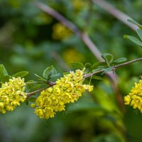 Барбарис обыкновенный :: Aleksey Afonin