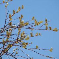 весенние зарисовки :: ИННА ПОРОХОВА