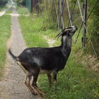 Как бы до вкусной веточки дотянуться? :: Freddy 97