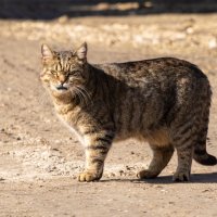 Не в настроении... :: Андрей Андрианов