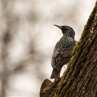 Скворец. :: Андрей Андрианов