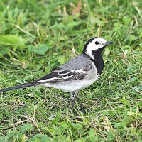 пернатые в городе :: Олег Лукьянов