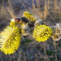 С Вербным Воскресеньем ! :: Лия ☼ С Вербным Воскресеньем ! :: Лия ☼