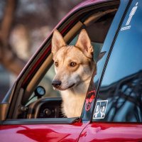 *** :: Елена Черненко