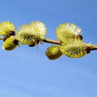 Вербочка к Вербному Воскресенью :: Наталья ***