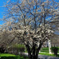 Апрель :: Нина Бутко