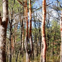 В лесу :: Андрей Л. В.