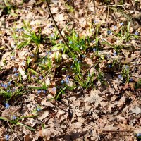 В лесу :: Андрей Л. В.