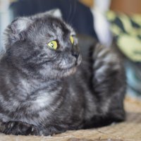 Наша кошка :: Игорь Протасов