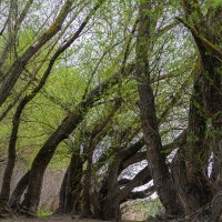 Ивняк :: Игорь Протасов