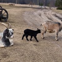 Козочки и козлики. :: Ольга 