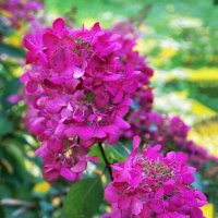 Гортензия. :: Лилия * Гортензия. :: Лилия *