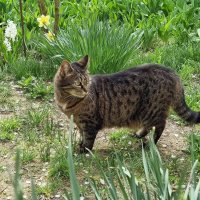 Охота-прогулка :) :: Наталья 