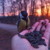 Синица на рассвете :: Сапсан 