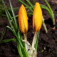Крокусы :: светлана льдокова