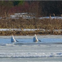 Синхронное плавание :: Валентин Котляров Синхронное плавание :: Валентин Котляров