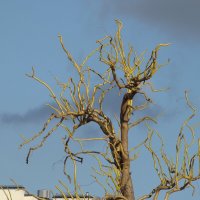 "Всего и надо, что вглядеться..." Ю.Левитанский :: Syntaxist (Светлана)