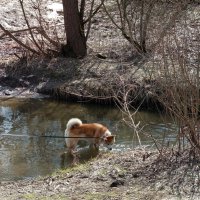 Ноги не промочи! :: Андрей Лукьянов