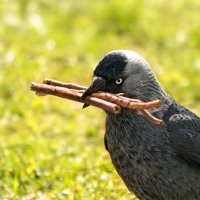 В хозяйстве всё пригодится. :: Татьяна Бравая
