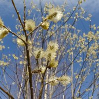 ... :: Николай 