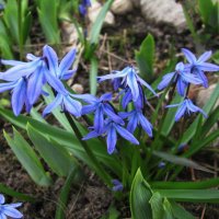 Нежное цветение :: Людмила Смородинская