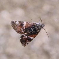 Первая бабочка. :: сергей ермошкин Первая бабочка. :: сергей ермошкин