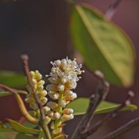 Лавровишня :: Giant Tao /