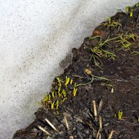 И всё-таки весна наступает! :: Татьяна Лютаева И всё-таки весна наступает! :: Татьяна Лютаева