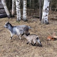 В Яви Нави. :: Ольга 