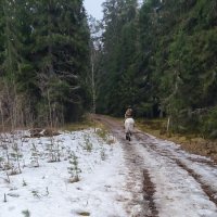 Апрель в лесу. :: Ольга Апрель в лесу. :: Ольга