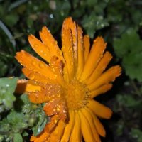 НОГОТОК :: Tata Wolf