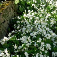 Весна пришла :: Роман Савоцкий Весна пришла :: Роман Савоцкий