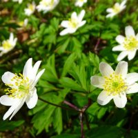 Ветреницы :: Милешкин Владимир Алексеевич Ветреницы :: Милешкин Владимир Алексеевич