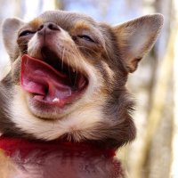 Ксюша :: kolyeretka 