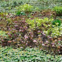 Морозник :: Рита Симонова Морозник :: Рита Симонова