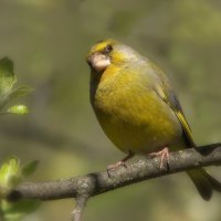 ... :: Вячеслав Минаев